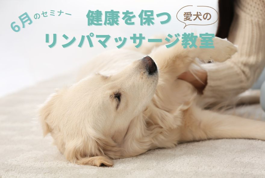 6月のセミナー｜愛犬の健康を保つリンパマッサージ教室